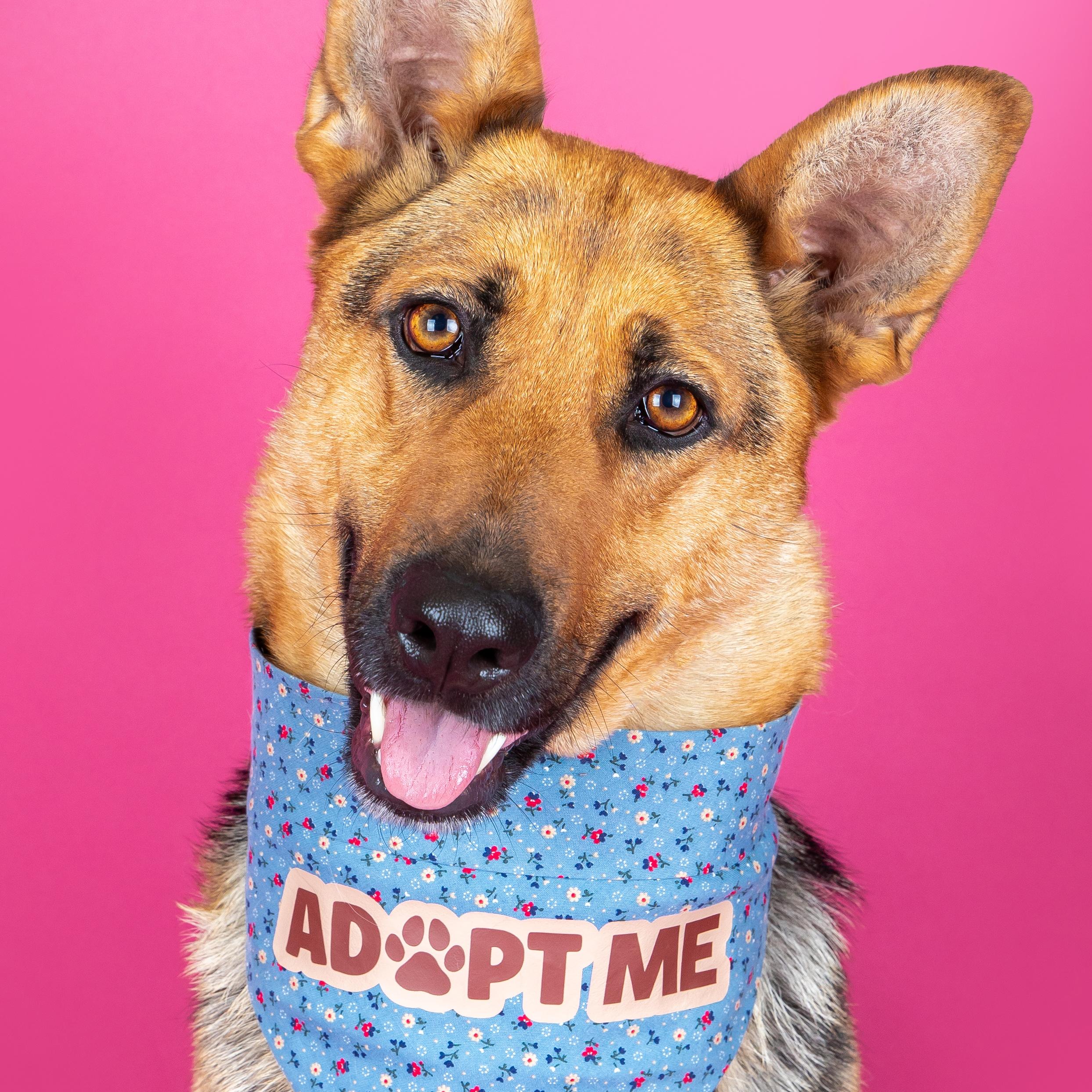 Shelby, ADOPTABLE, Adult Female German Shepherd Dog.