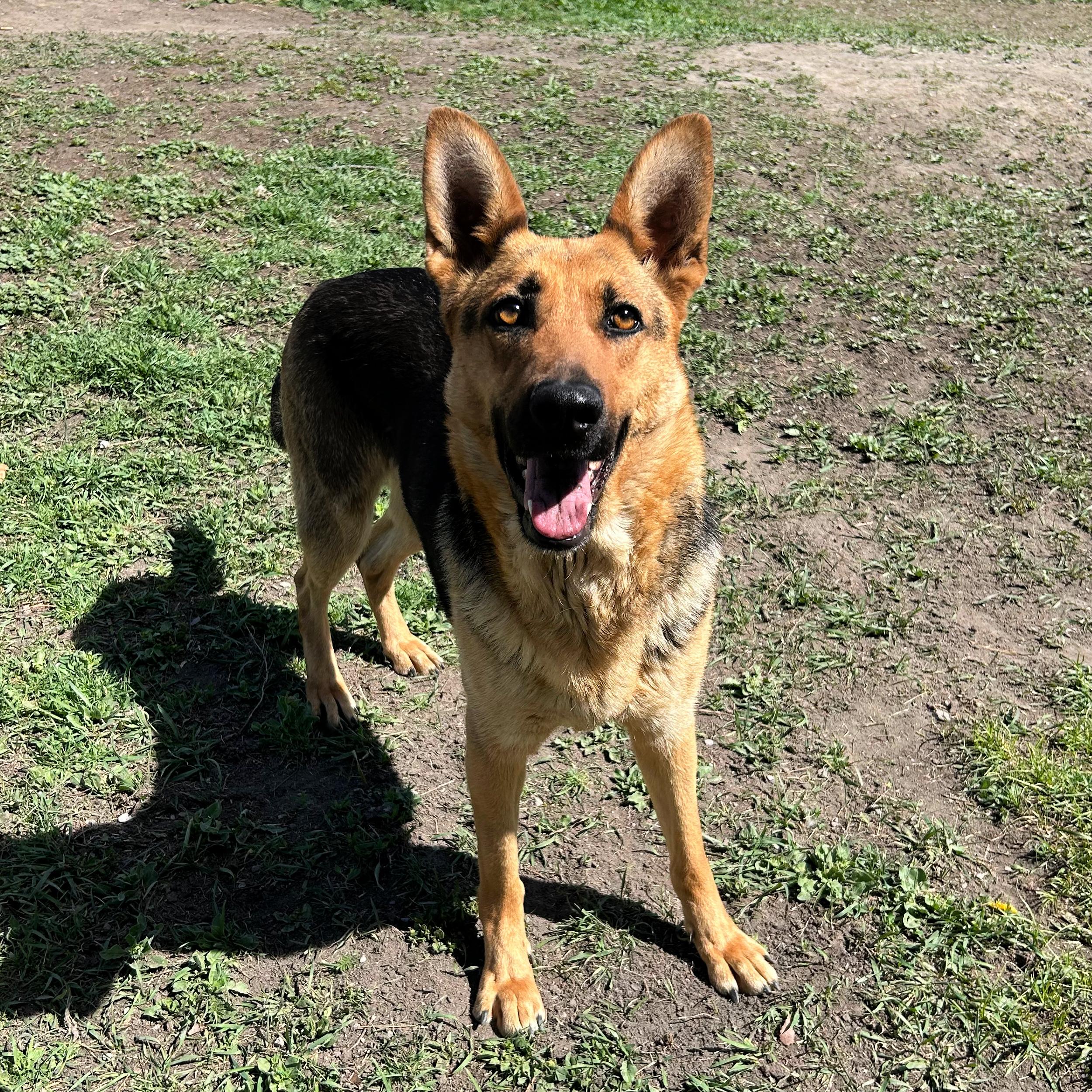 Enlarge Shelby, a ADOPTABLE mixed breed in Lindon, UT image 6/6