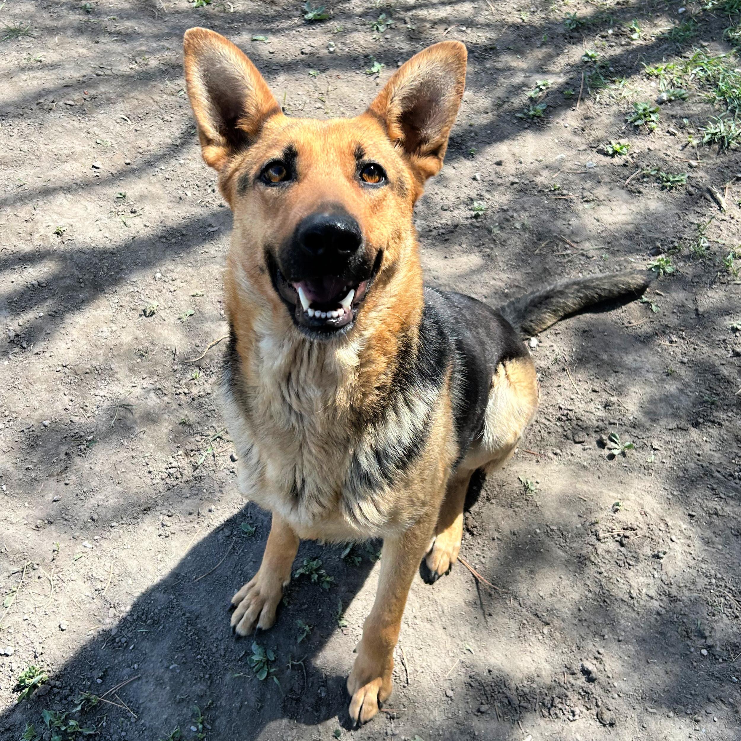 Enlarge Shelby, a ADOPTABLE mixed breed in Lindon, UT image 5/6