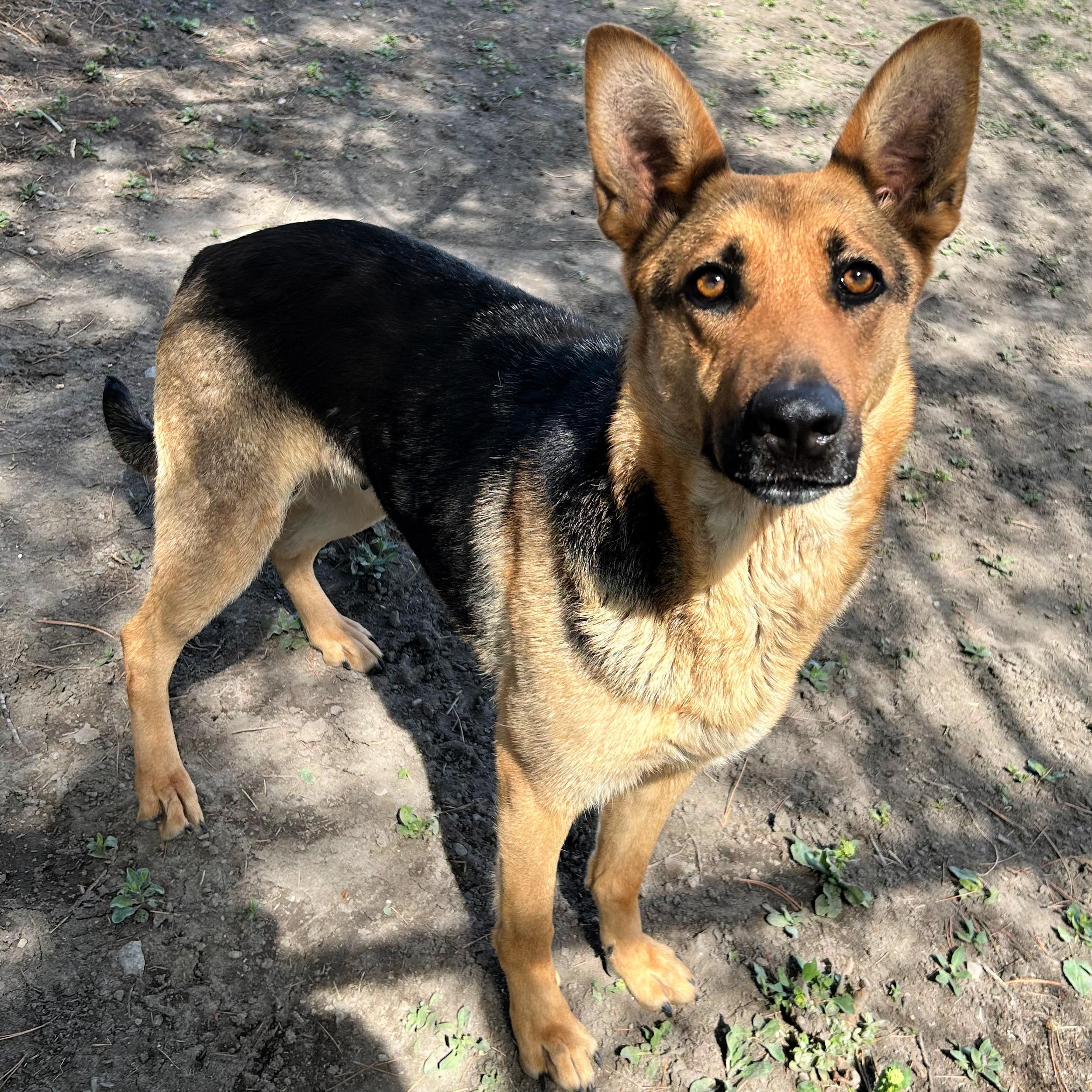 Enlarge Shelby, a ADOPTABLE mixed breed in Lindon, UT image 3/6