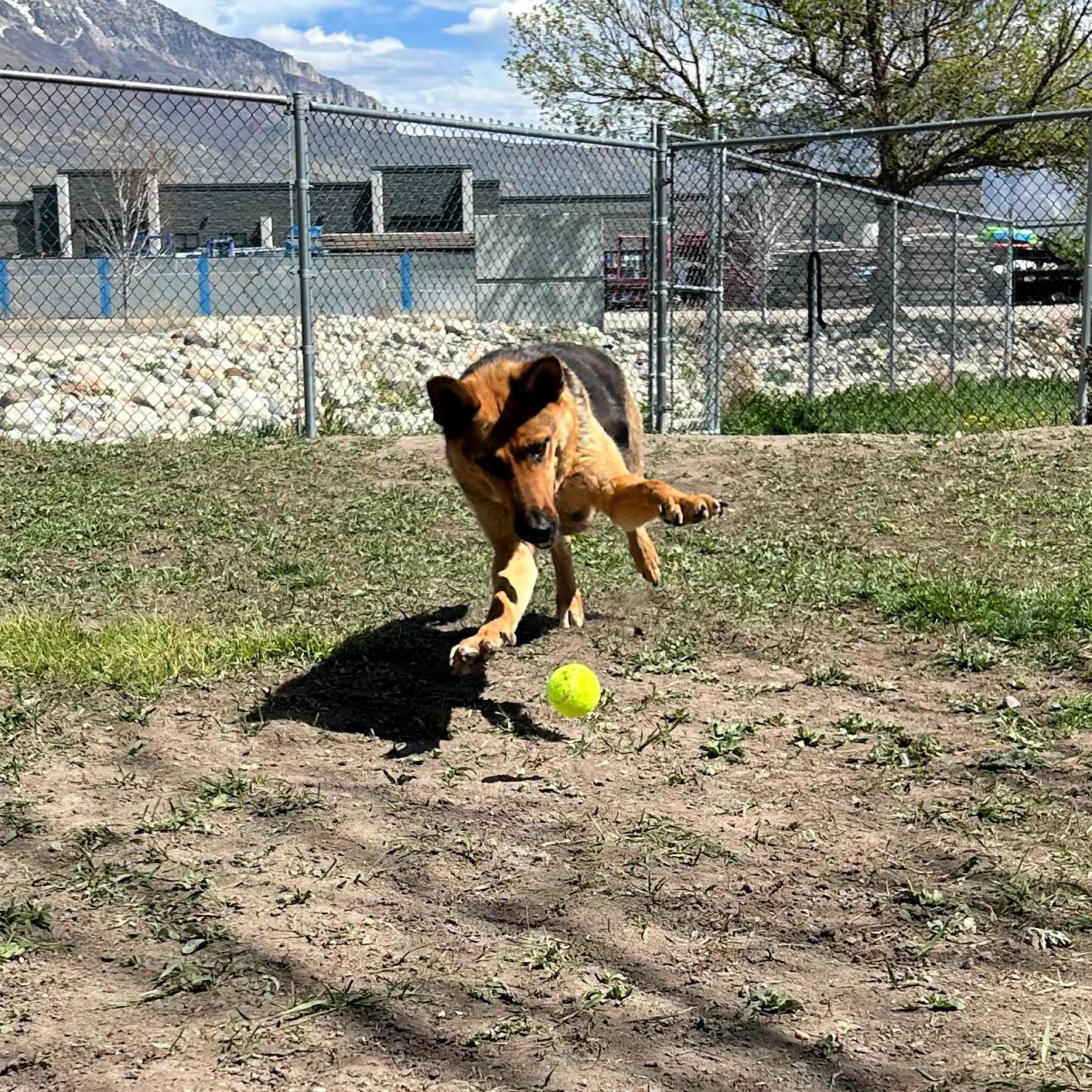 Enlarge Shelby, a ADOPTABLE mixed breed in Lindon, UT image 2/6