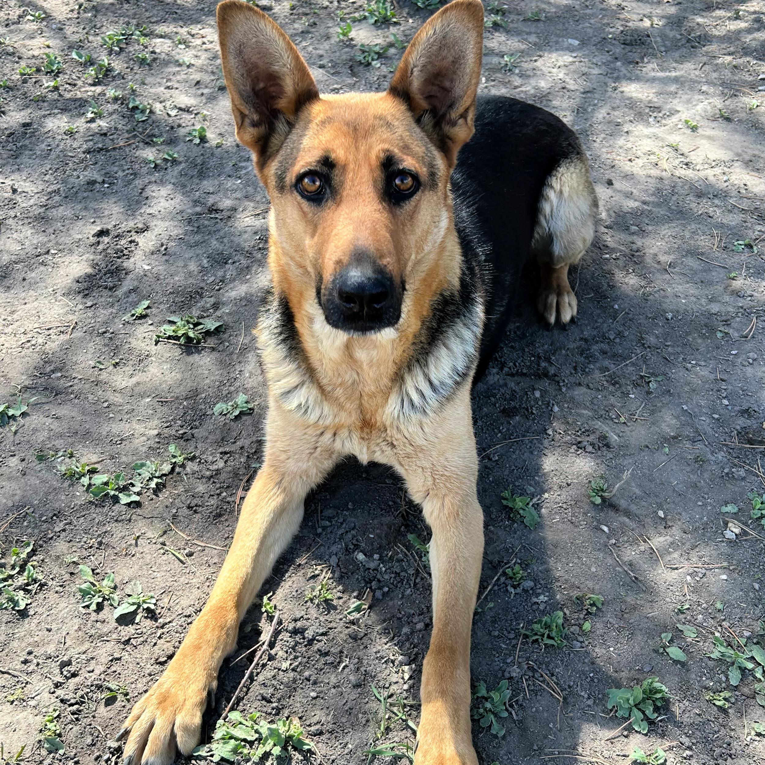 Enlarge Shelby, a ADOPTABLE mixed breed in Lindon, UT image 1/6