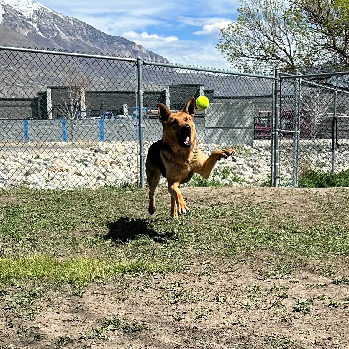 Enlarge Shelby, a ADOPTABLE mixed breed in Lindon, UT image 4/6