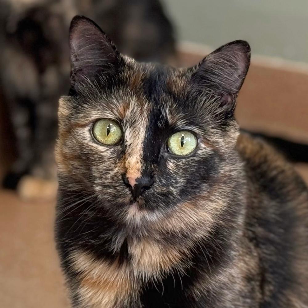 Zoey, a Adoptable Domestic Short Hair in Norwalk, CT image 1/2