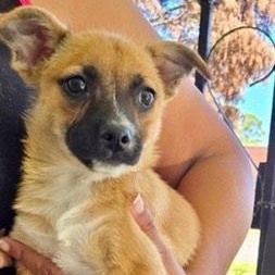 Baxter, Adopted, Puppy Male Pomeranian.