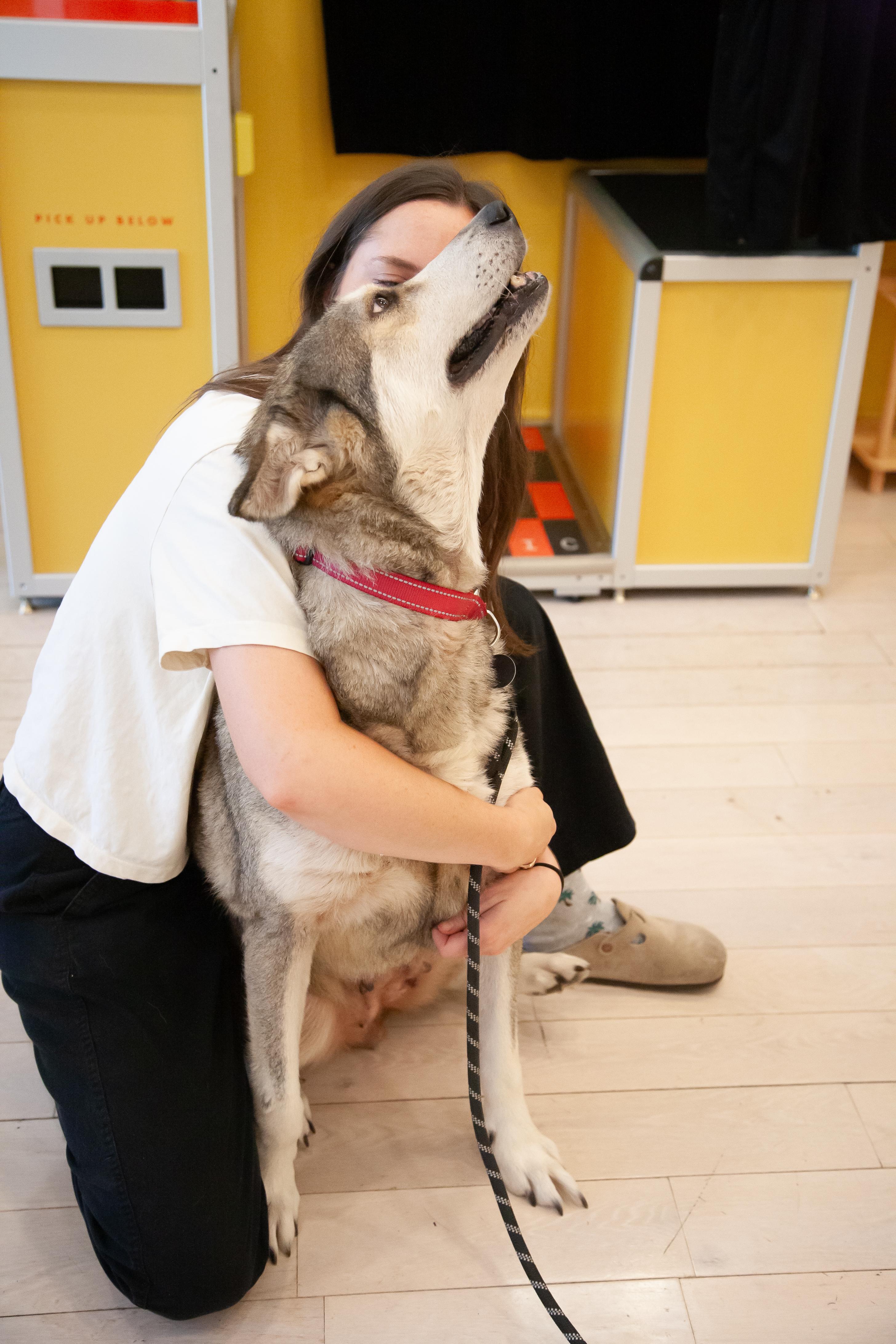 Enlarge Kita, a Adoptable mixed breed in Franklin, TN image 2/5