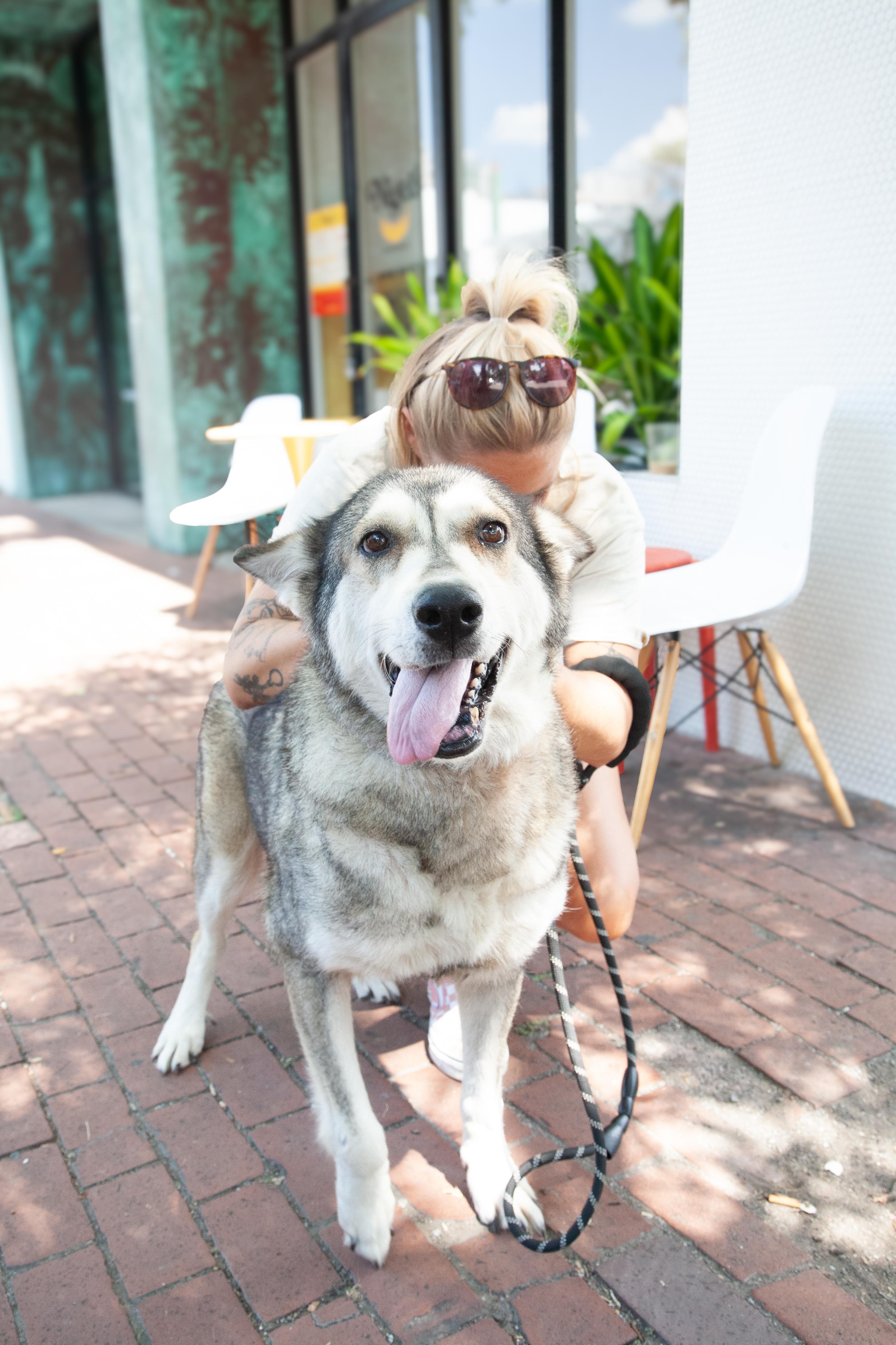 Enlarge Kita, a Adoptable mixed breed in Franklin, TN image 4/5
