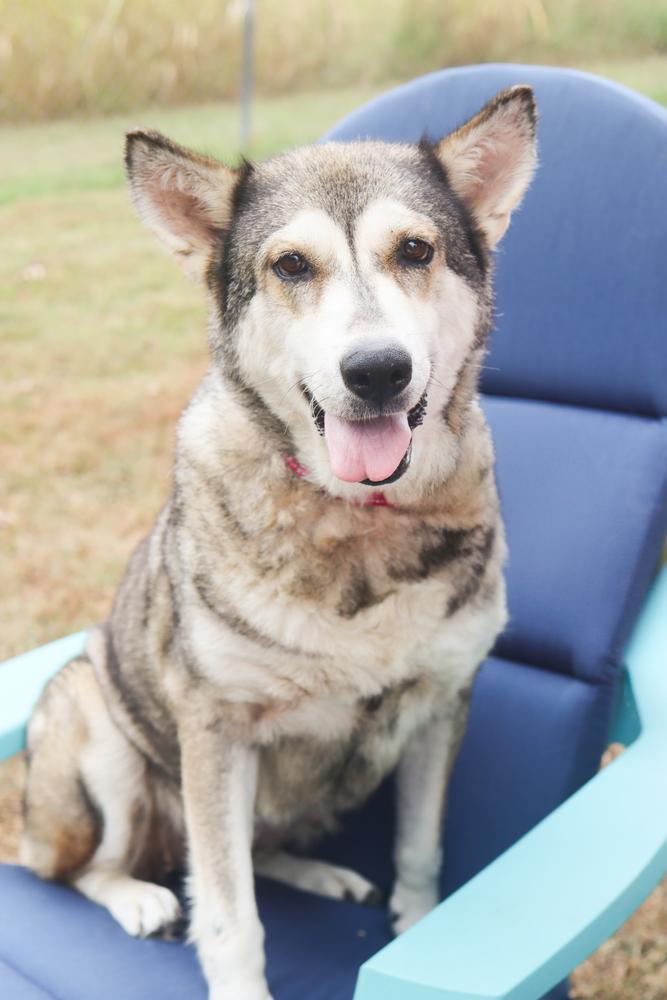 Enlarge Kita, a Adoptable mixed breed in Franklin, TN image 1/5