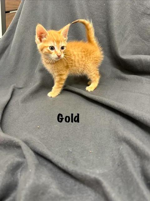 Gold, a Adoptable Domestic Short Hair in Port Lavaca, TX image 3/3
