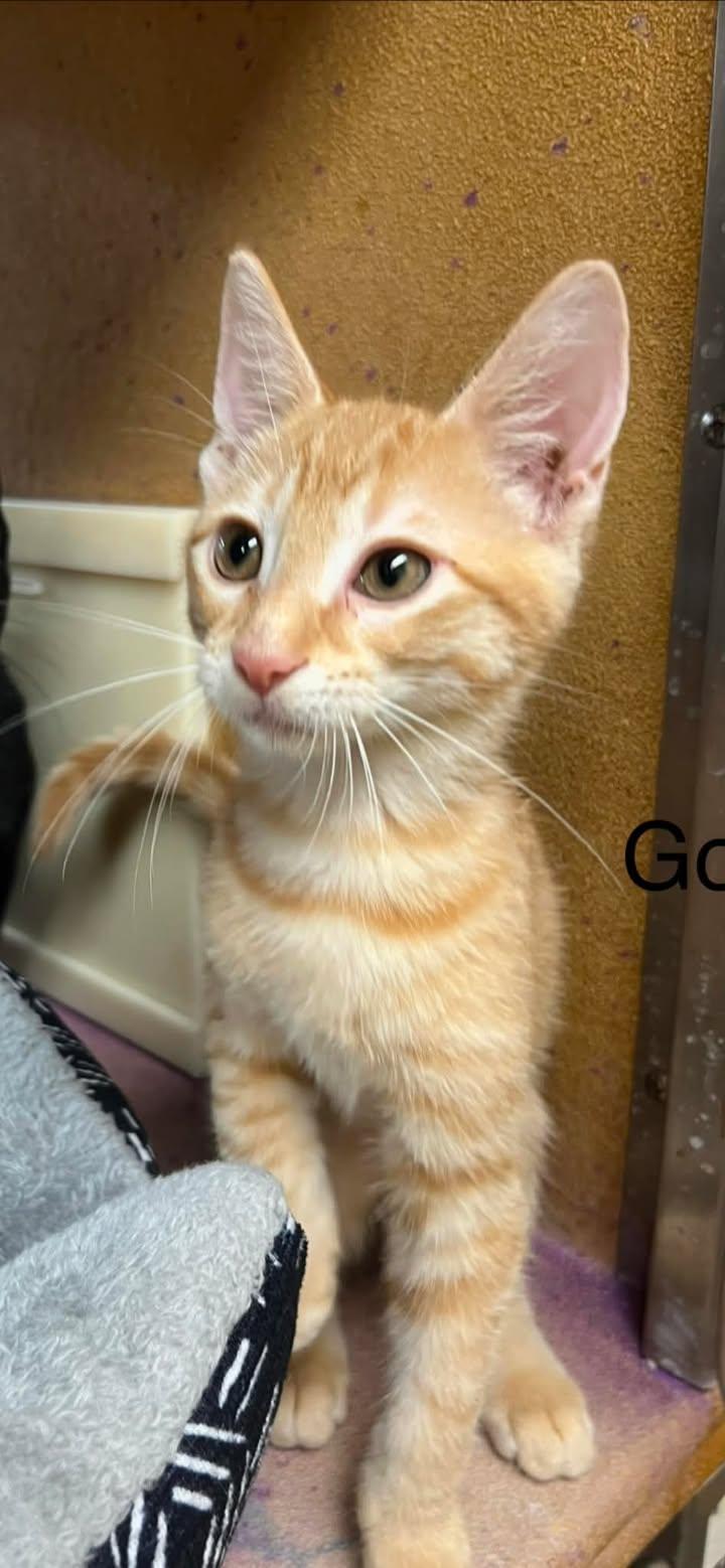Gold, Adoptable, Young Male Domestic Short Hair.