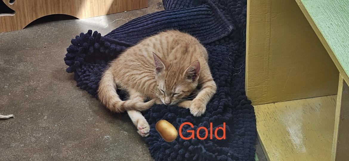 Gold, a Adoptable Domestic Short Hair in Port Lavaca, TX image 2/3