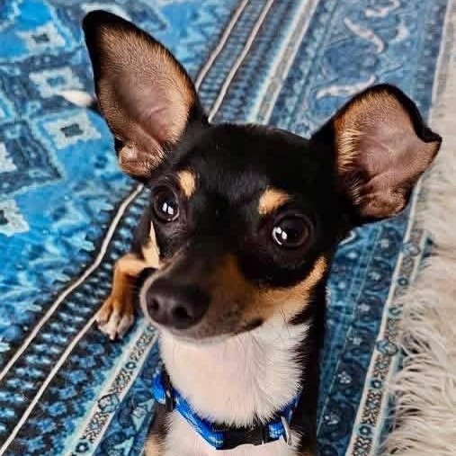 Rizzo, a ADOPTABLE Chihuahua in Rockwall, TX image 2/3