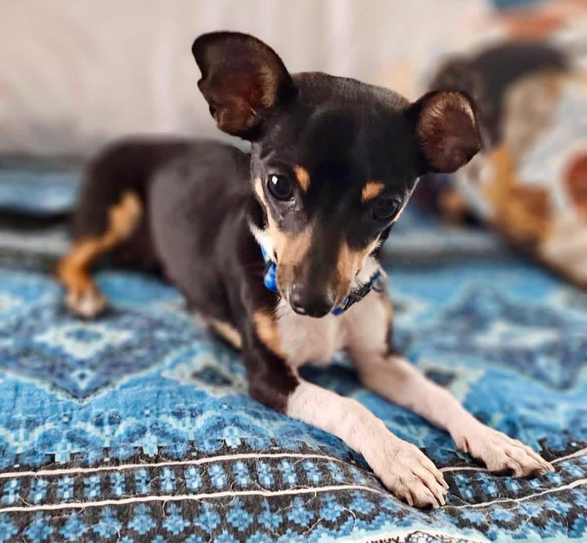 Rizzo, a ADOPTABLE Chihuahua in Rockwall, TX image 1/3