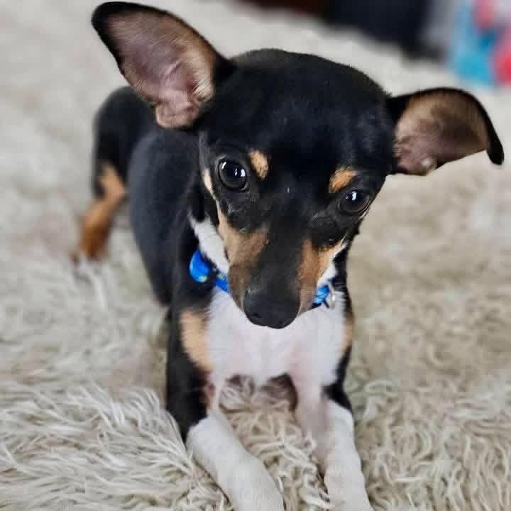 Rizzo, a ADOPTABLE Chihuahua in Rockwall, TX image 3/3