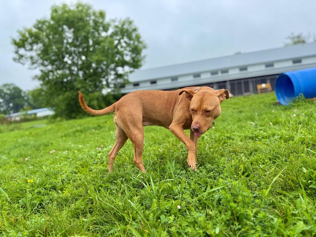 Penny, Adoptable, Adult Female Staffordshire Bull Terrier & Terrier.