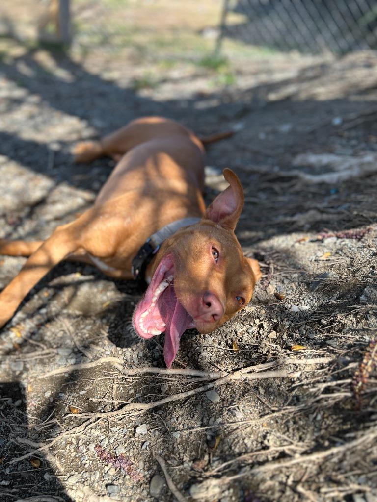 Enlarge Penny, a Adoptable mixed breed in Hudson, NY image 2/6