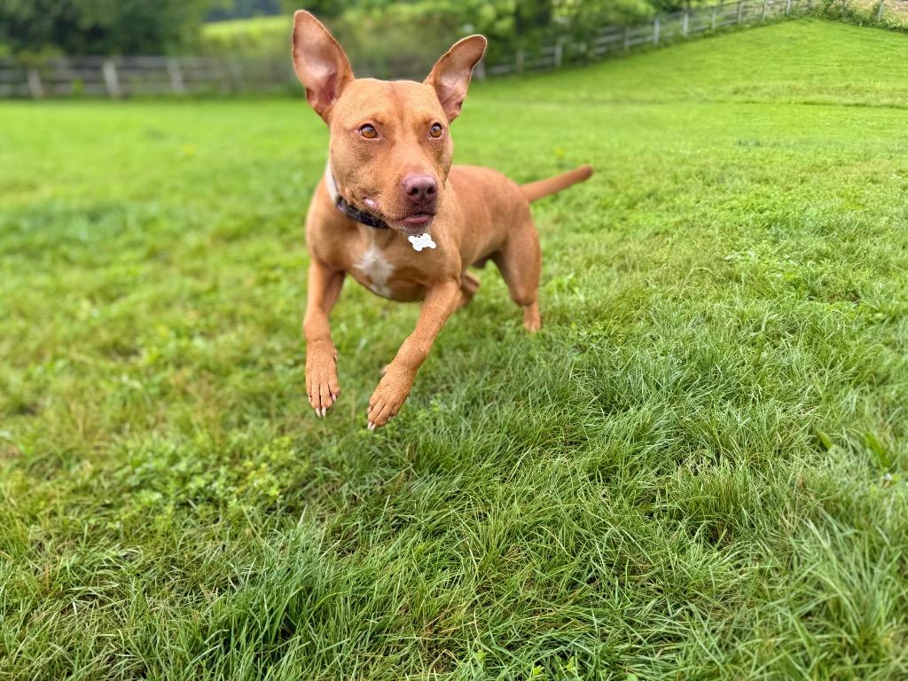 Enlarge Penny, a Adoptable mixed breed in Hudson, NY image 3/6
