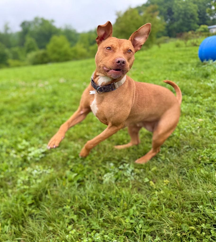 Enlarge Penny, a Adoptable mixed breed in Hudson, NY image 4/6