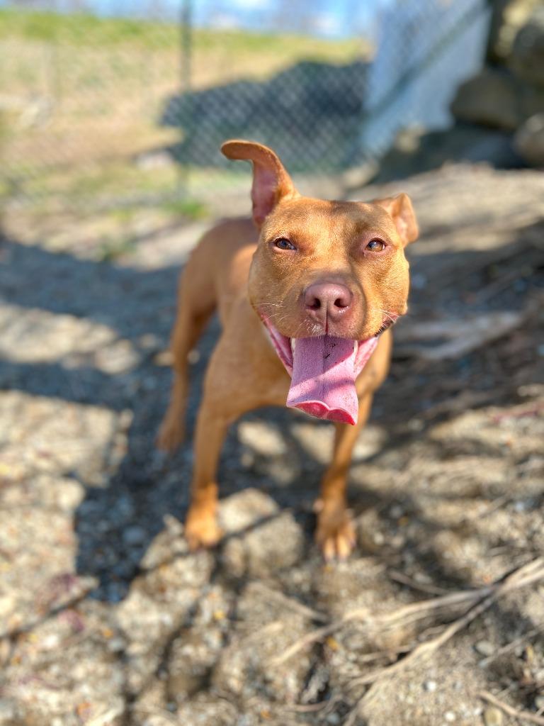 Enlarge Penny, a Adoptable mixed breed in Hudson, NY image 5/6