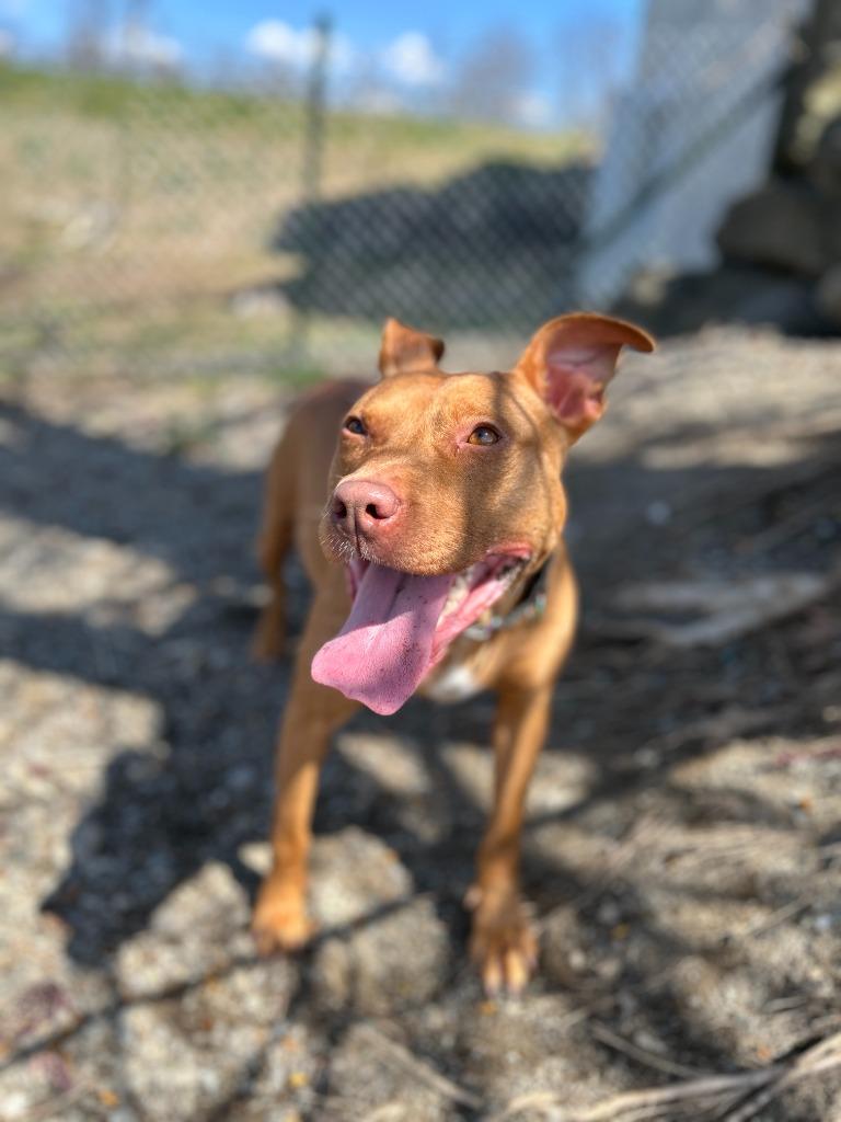 Enlarge Penny, a Adoptable mixed breed in Hudson, NY image 6/6