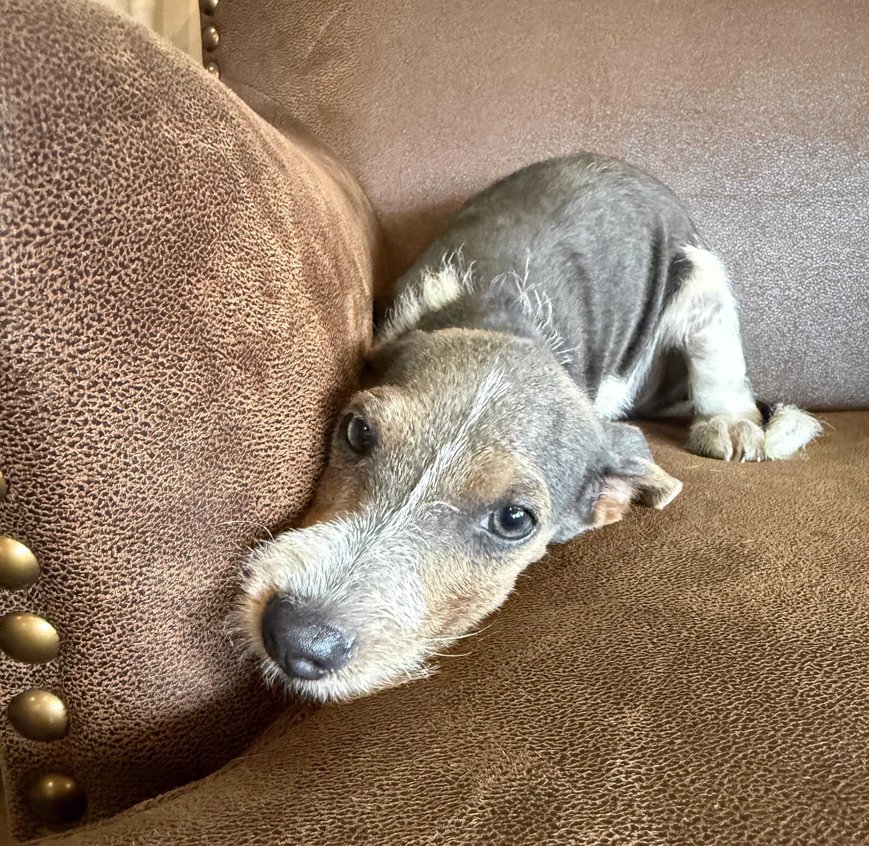 Scooter, a ADOPTABLE mixed breed in Hales corners, WI image 4/4
