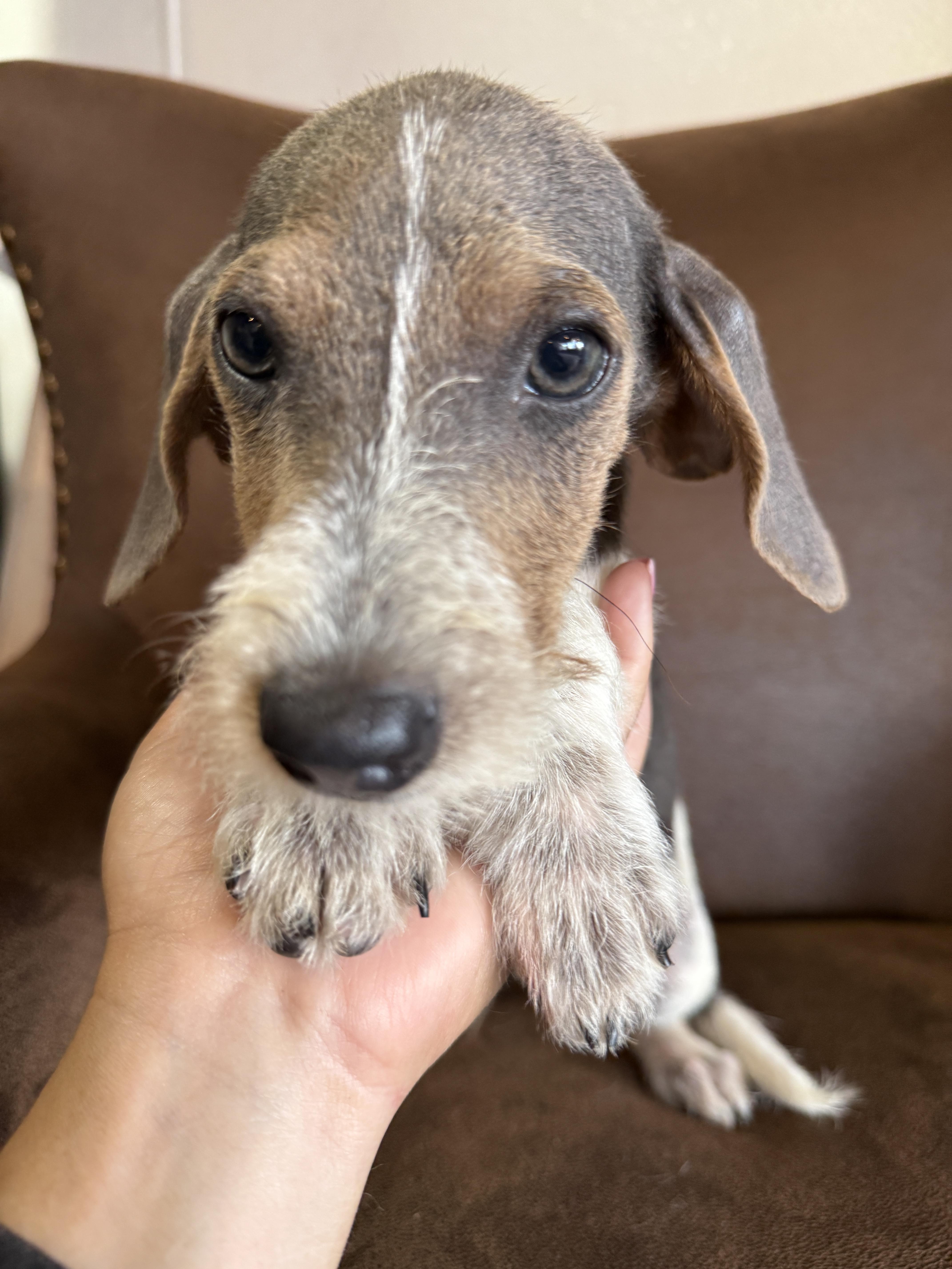 Scooter, a ADOPTABLE mixed breed in Hales corners, WI image 3/4