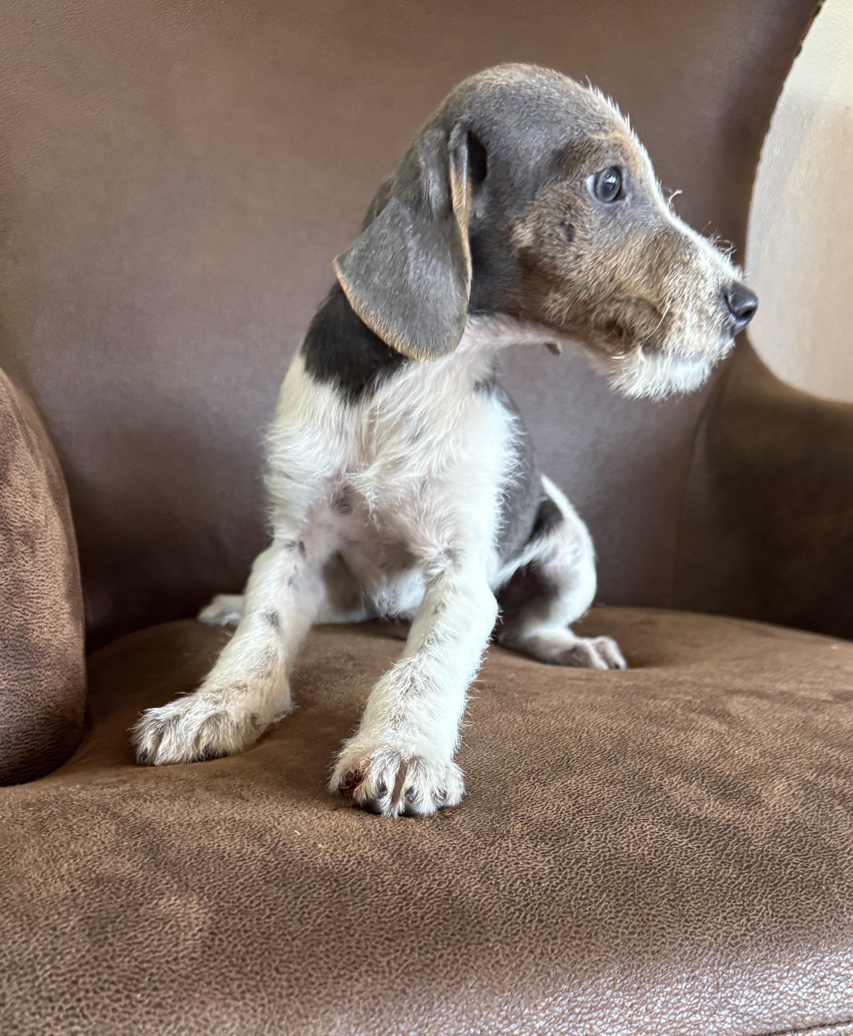 Scooter, ADOPTABLE, Puppy Male Miniature Schnauzer.