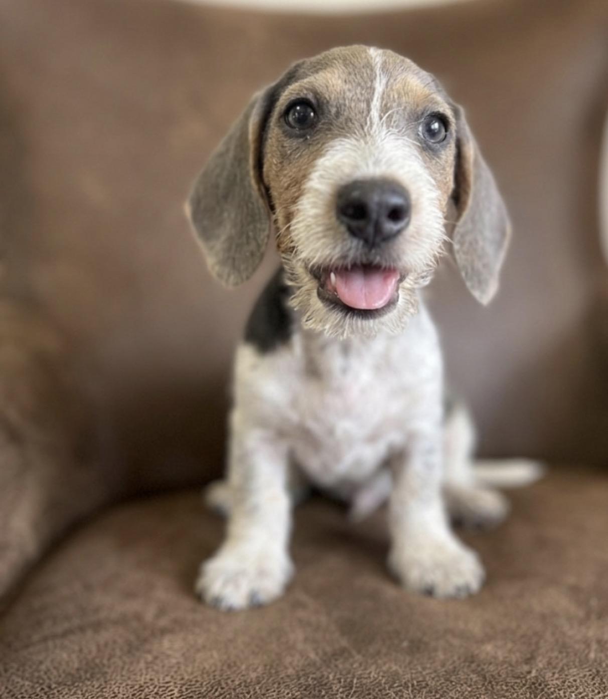 Scooter, ADOPTABLE, Puppy Male Miniature Schnauzer.