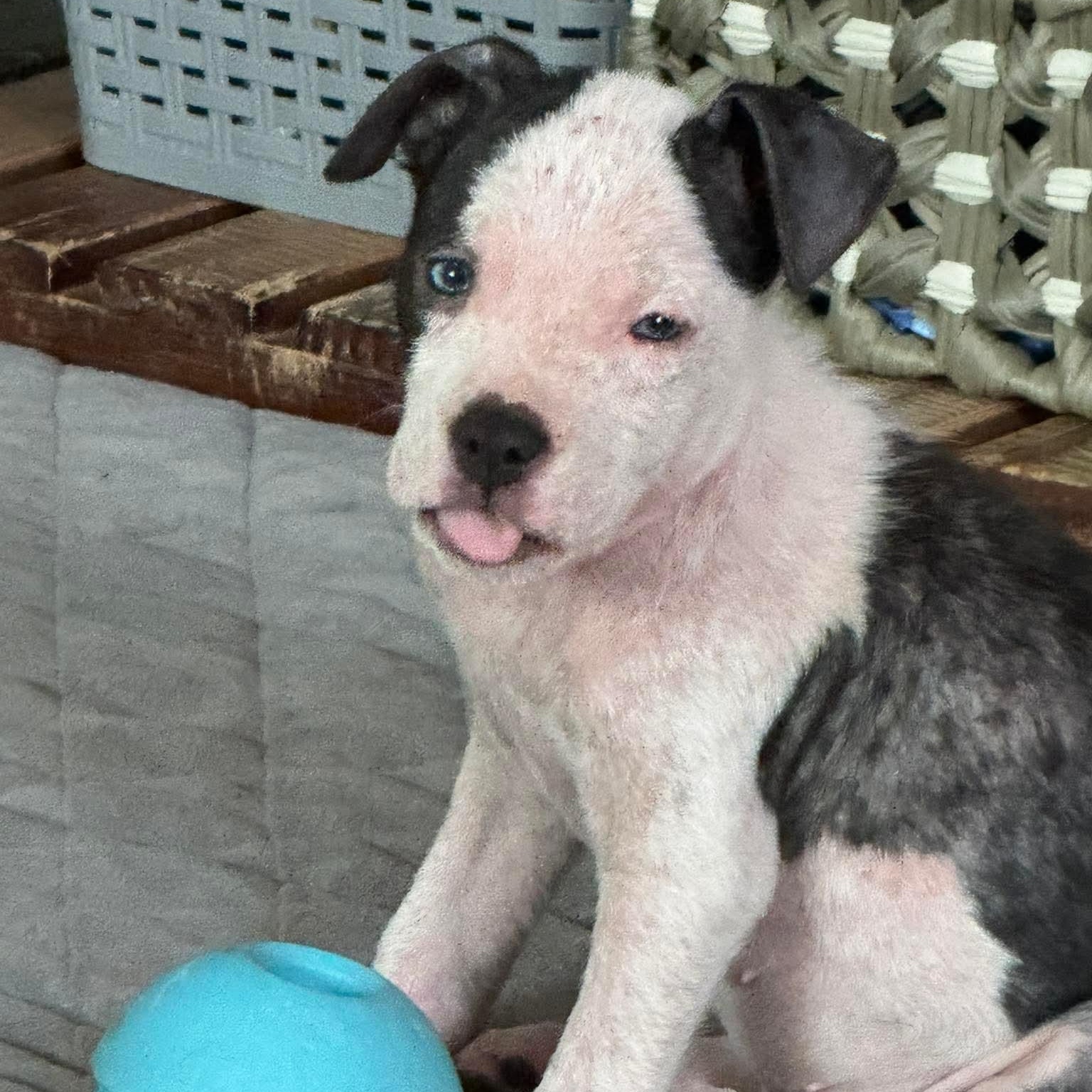 Enlarge Chalupa, an adopted mixed breed in Bethlehem, PA image 4/6