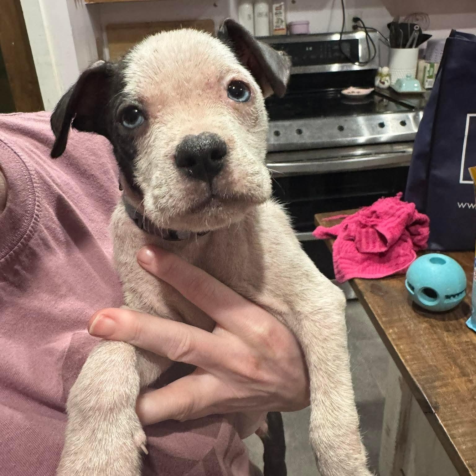 Chalupa, ADOPTABLE, Puppy Male Pit Bull Terrier.