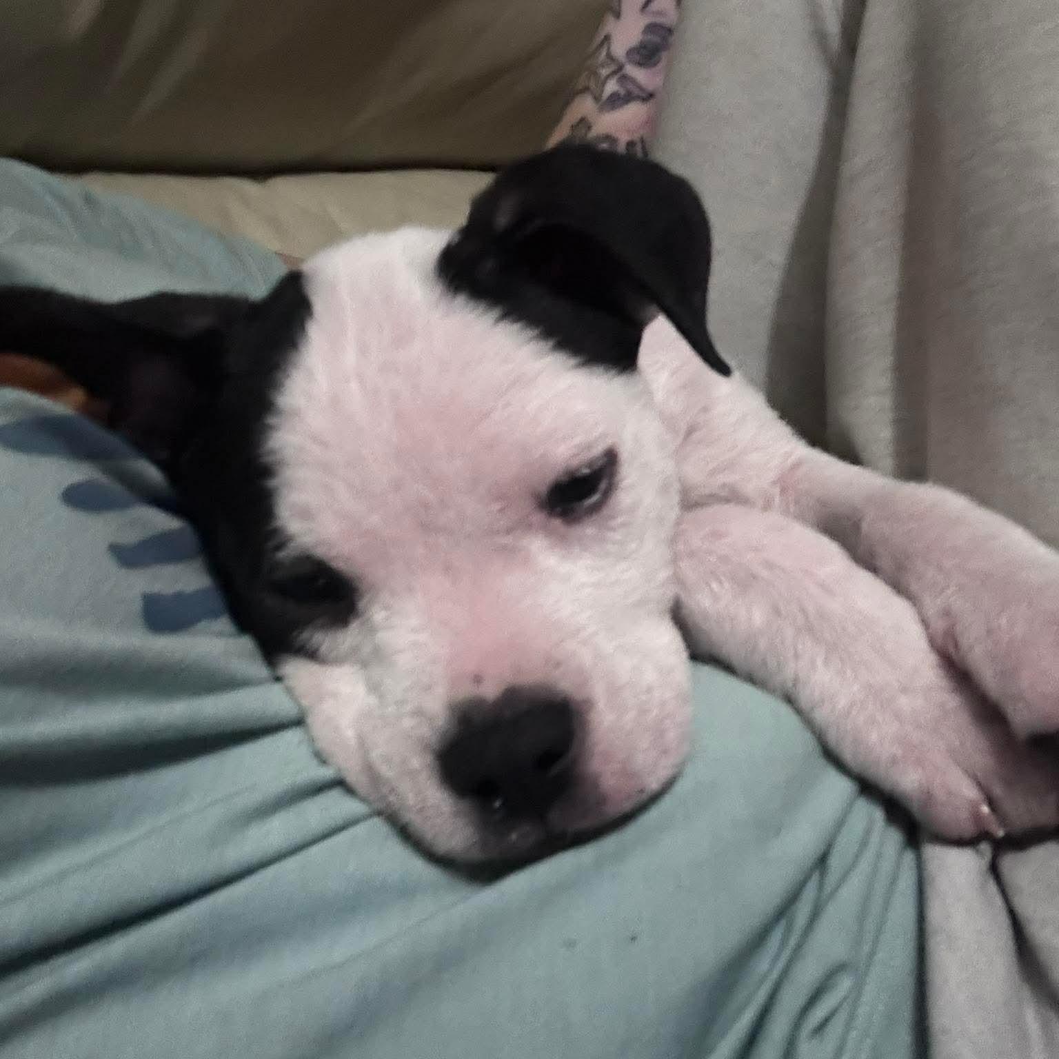 Enlarge Chalupa, an adopted mixed breed in Bethlehem, PA image 3/6