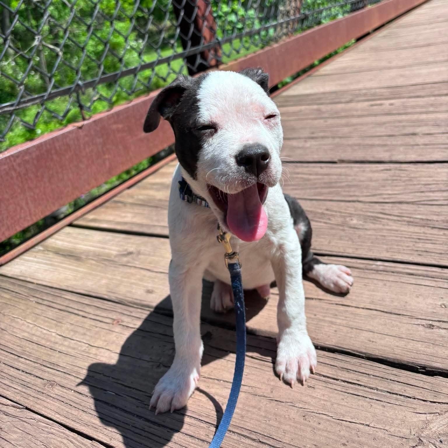 Enlarge Chalupa, an adopted mixed breed in Bethlehem, PA image 5/6