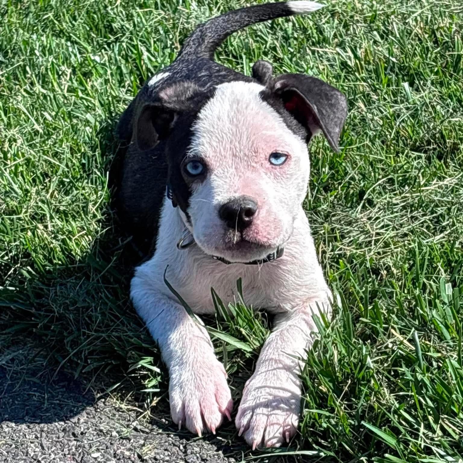 Enlarge Chalupa, an adopted mixed breed in Bethlehem, PA image 6/6