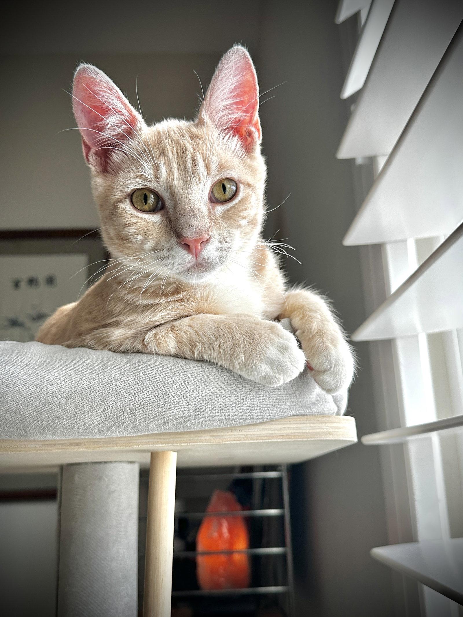 Enlarge Mistletoe, a Adoptable Tabby in Alameda, CA image 2/3