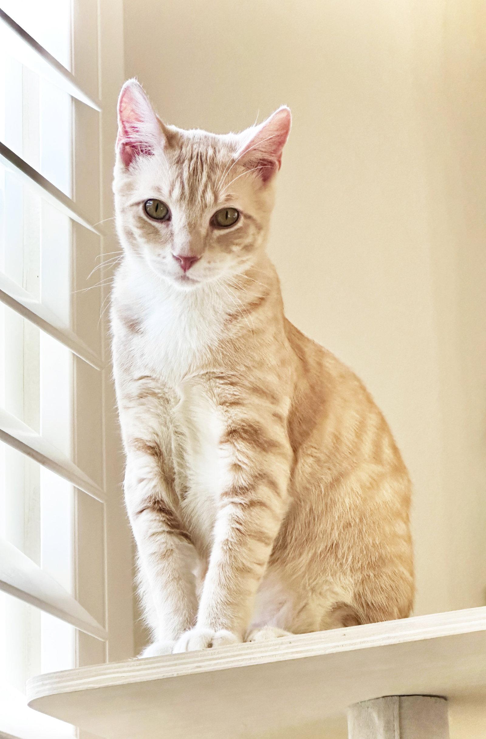 Enlarge Mistletoe, a Adoptable Tabby in Alameda, CA image 3/3