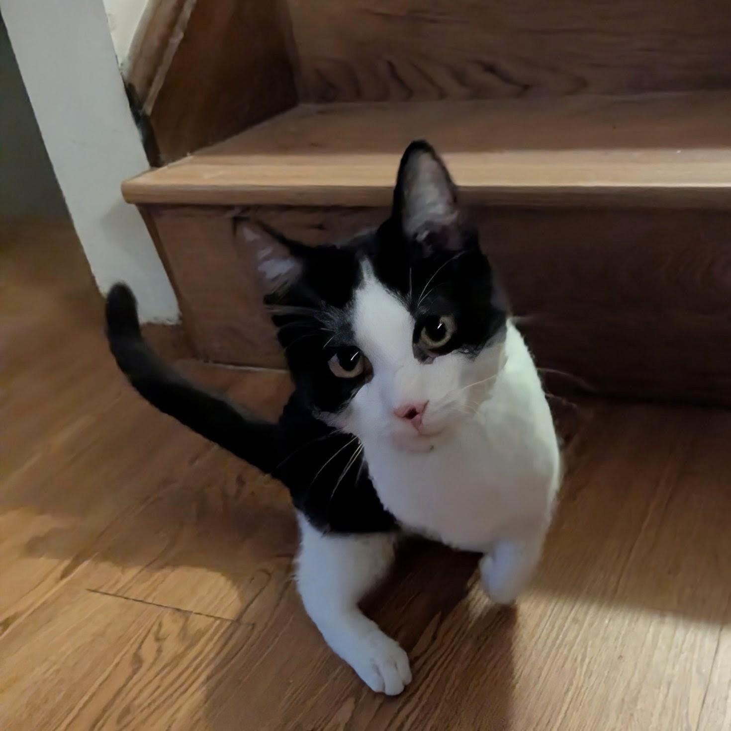 Tomahawk, a Adoptable Domestic Short Hair in Fairborn, OH image 2/6