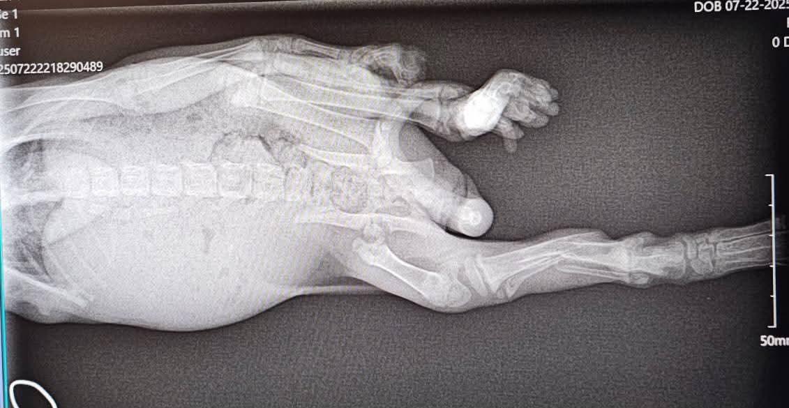 Tomahawk, a Adoptable Domestic Short Hair in Fairborn, OH image 6/6