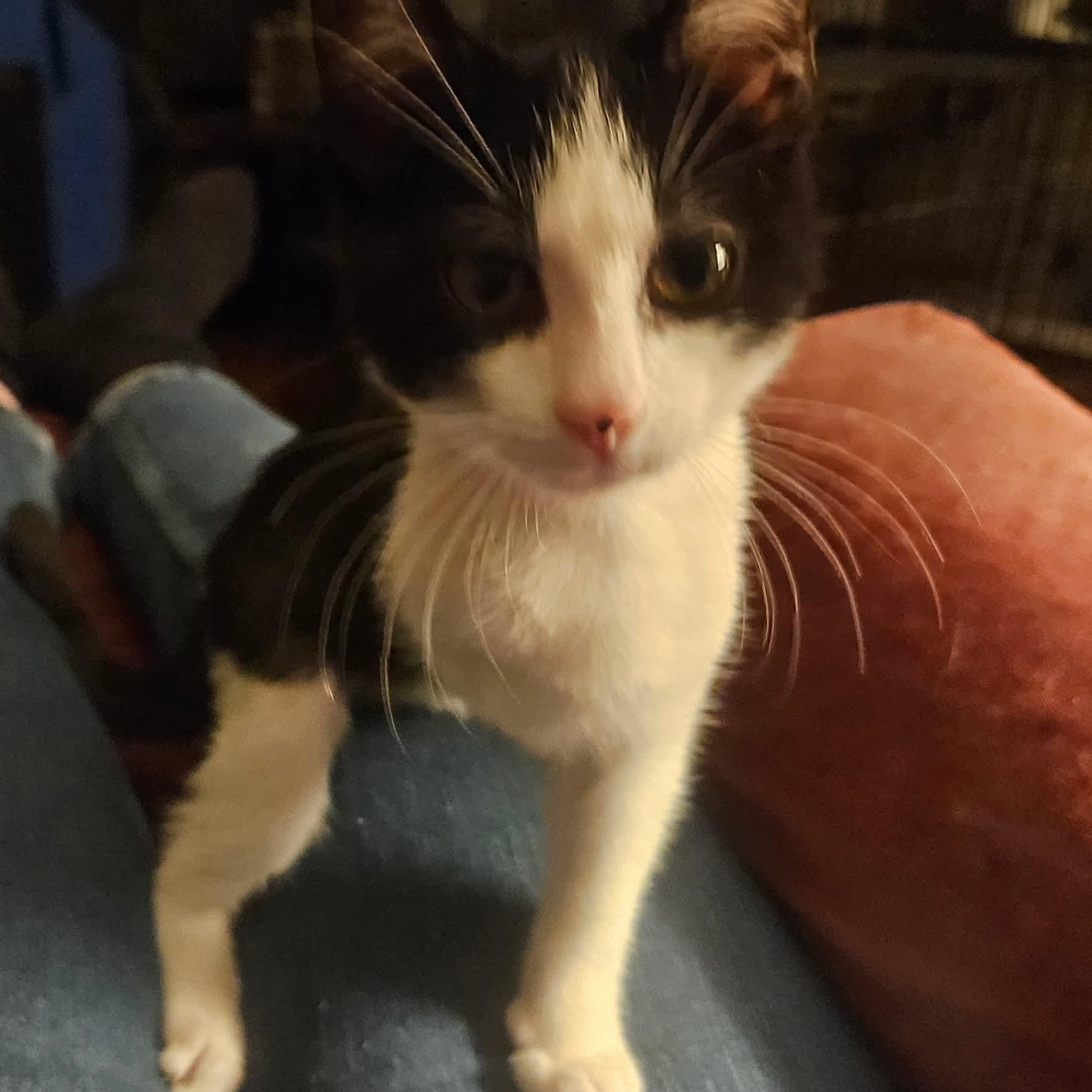 Tomahawk, a Adoptable Domestic Short Hair in Fairborn, OH image 3/6