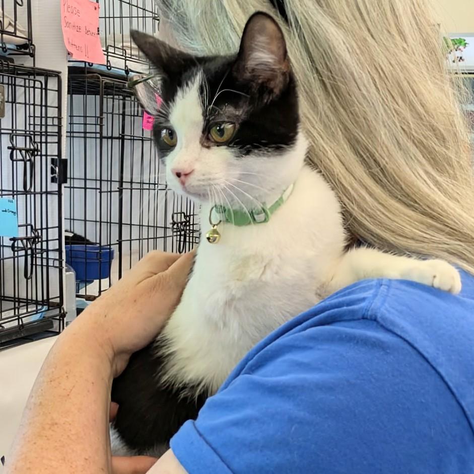 Tomahawk, a Adoptable Domestic Short Hair in Fairborn, OH image 4/6