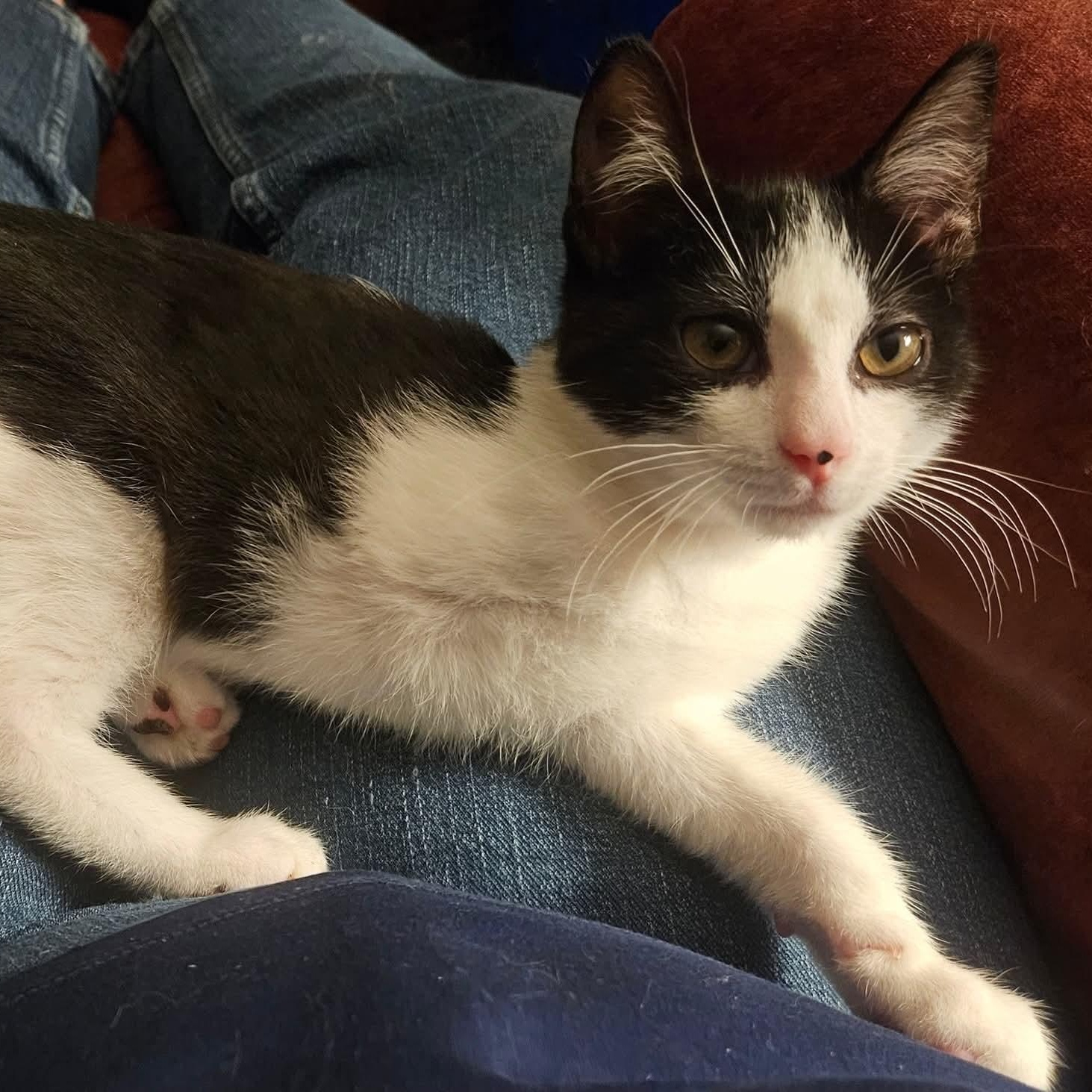 Tomahawk, a Adoptable Domestic Short Hair in Fairborn, OH image 5/6