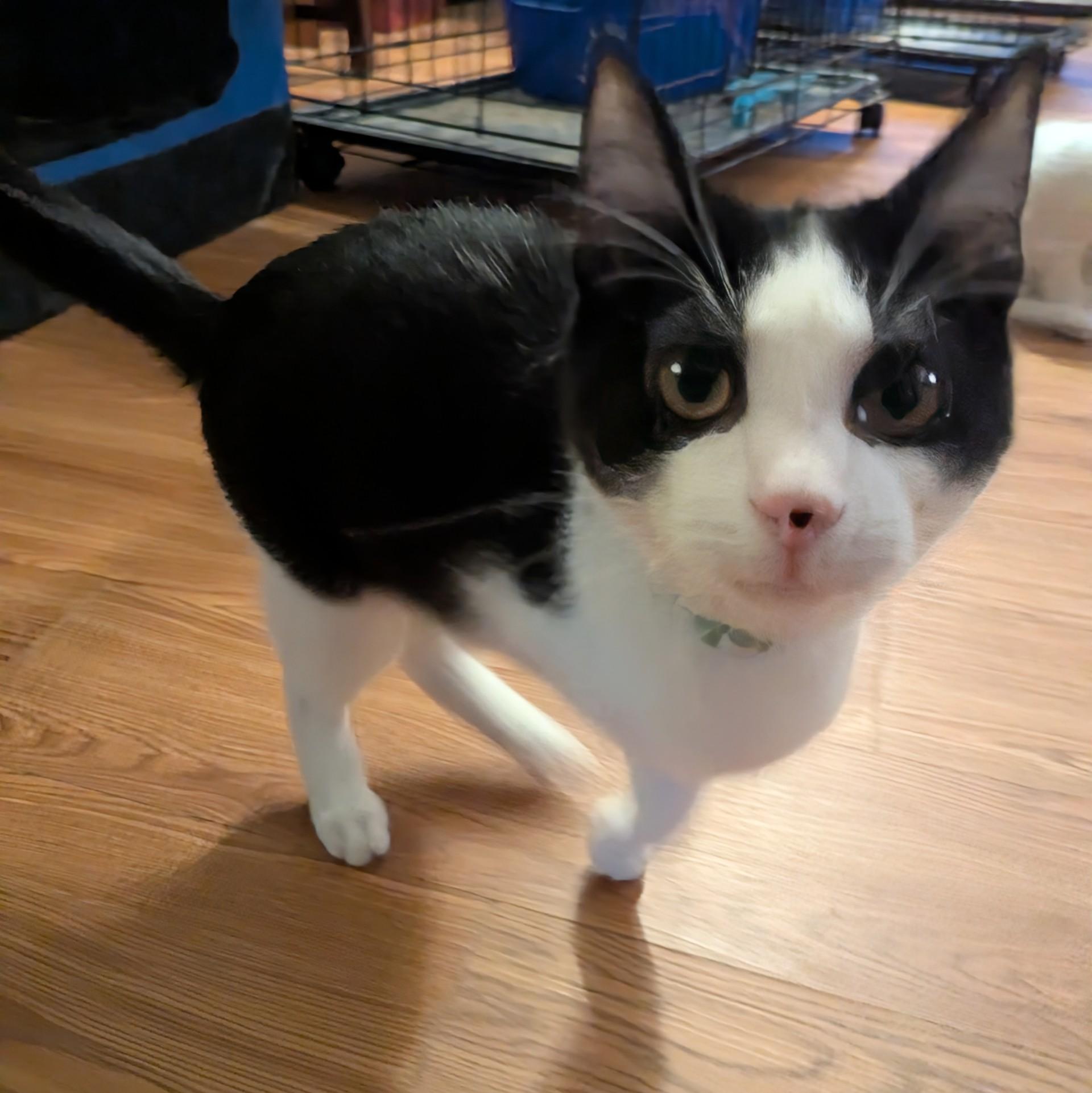 Tomahawk, a Adoptable Domestic Short Hair in Fairborn, OH image 1/6