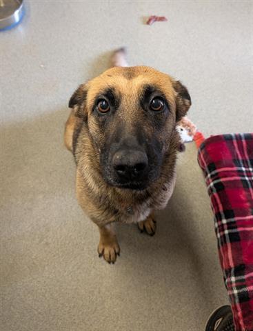 Enlarge BRENDA, a Adoptable Belgian Shepherd / Malinois in San Martin, CA image 1/1