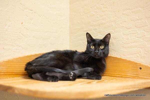 Enlarge Estella, a Adoptable Domestic Short Hair in Parlier, CA image 1/6