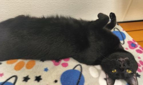 Enlarge Estella, a Adoptable Domestic Short Hair in Parlier, CA image 2/6