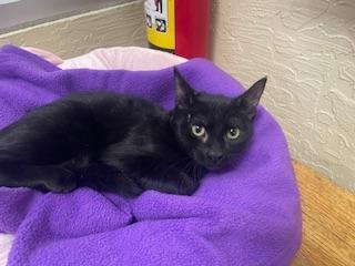 Enlarge Estella, a Adoptable Domestic Short Hair in Parlier, CA image 2/6