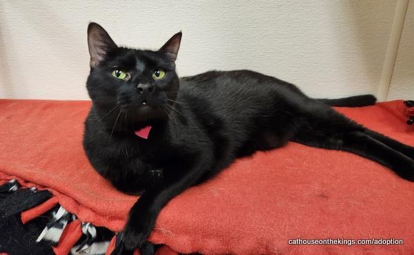 Enlarge Estella, a Adoptable Domestic Short Hair in Parlier, CA image 4/6