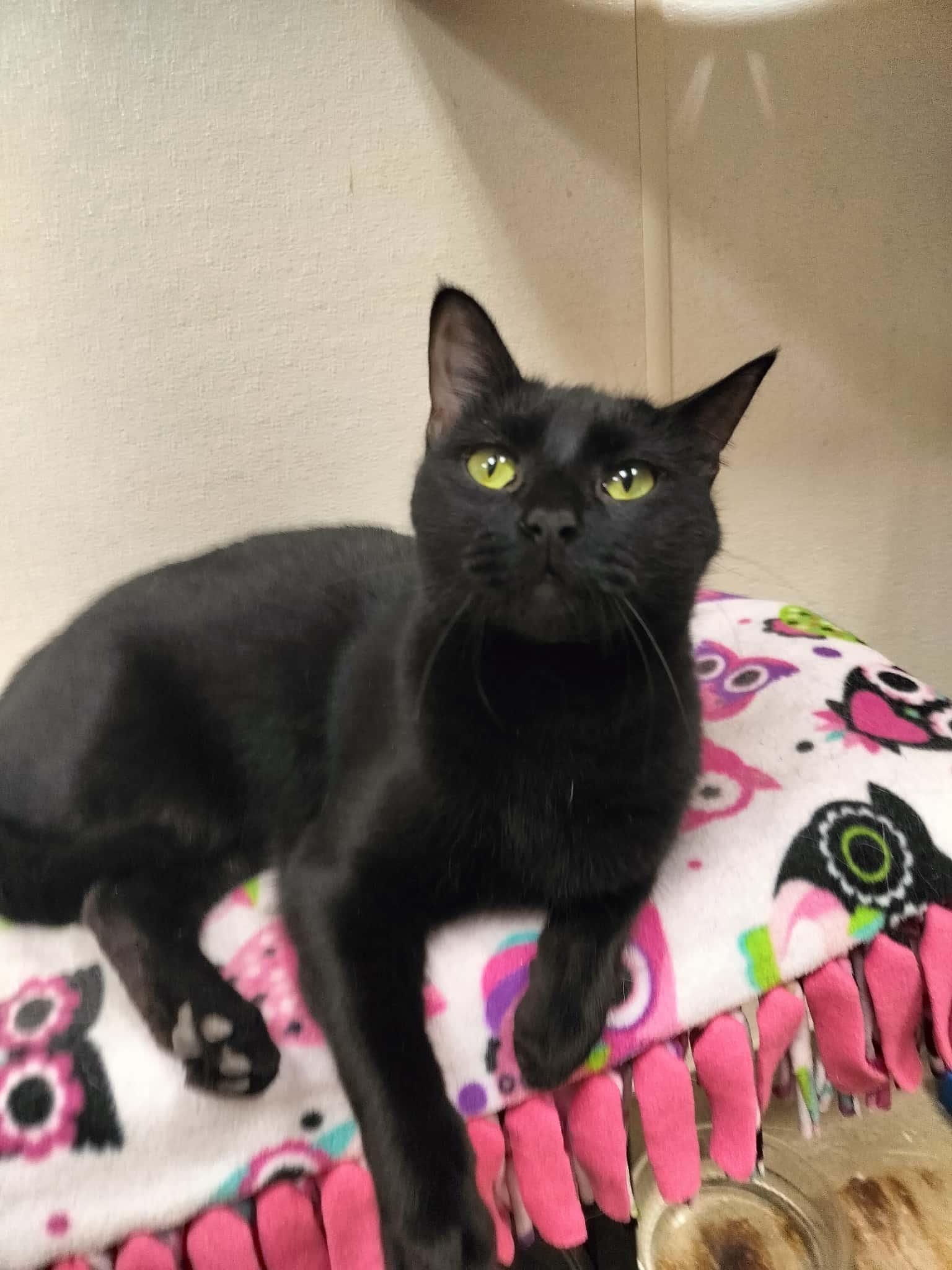 Estella, a Adoptable Domestic Short Hair in Parlier, CA image 4/6