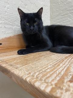 Enlarge Estella, a Adoptable Domestic Short Hair in Parlier, CA image 4/6