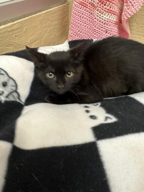 Enlarge Estella, a Adoptable Domestic Short Hair in Parlier, CA image 5/6