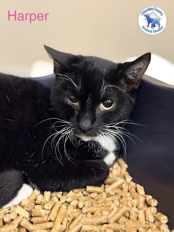 Harper, Adoptable, Young Female Domestic Short Hair.